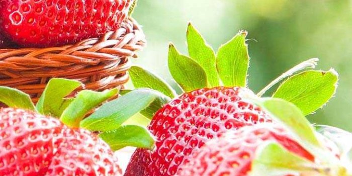 728x1294 HD Strawberry Wallpaper - WPTunnel