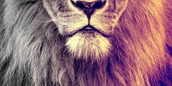 1080x1920 HD Leo Wallpaper | WhatsPaper