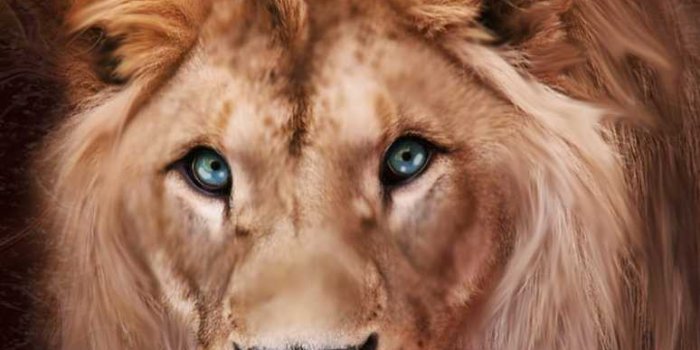 774x1032 Leo Wallpaper - KoLPaPer - Awesome Free HD Wallpapers