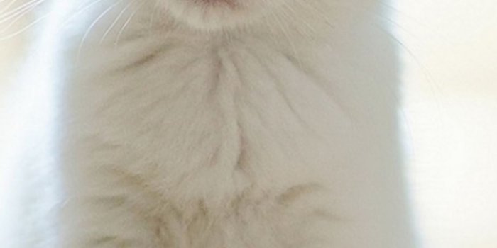 1284x2778 Cute Lovely Staring Kitten Cat iPhone Wallpapers Free Download