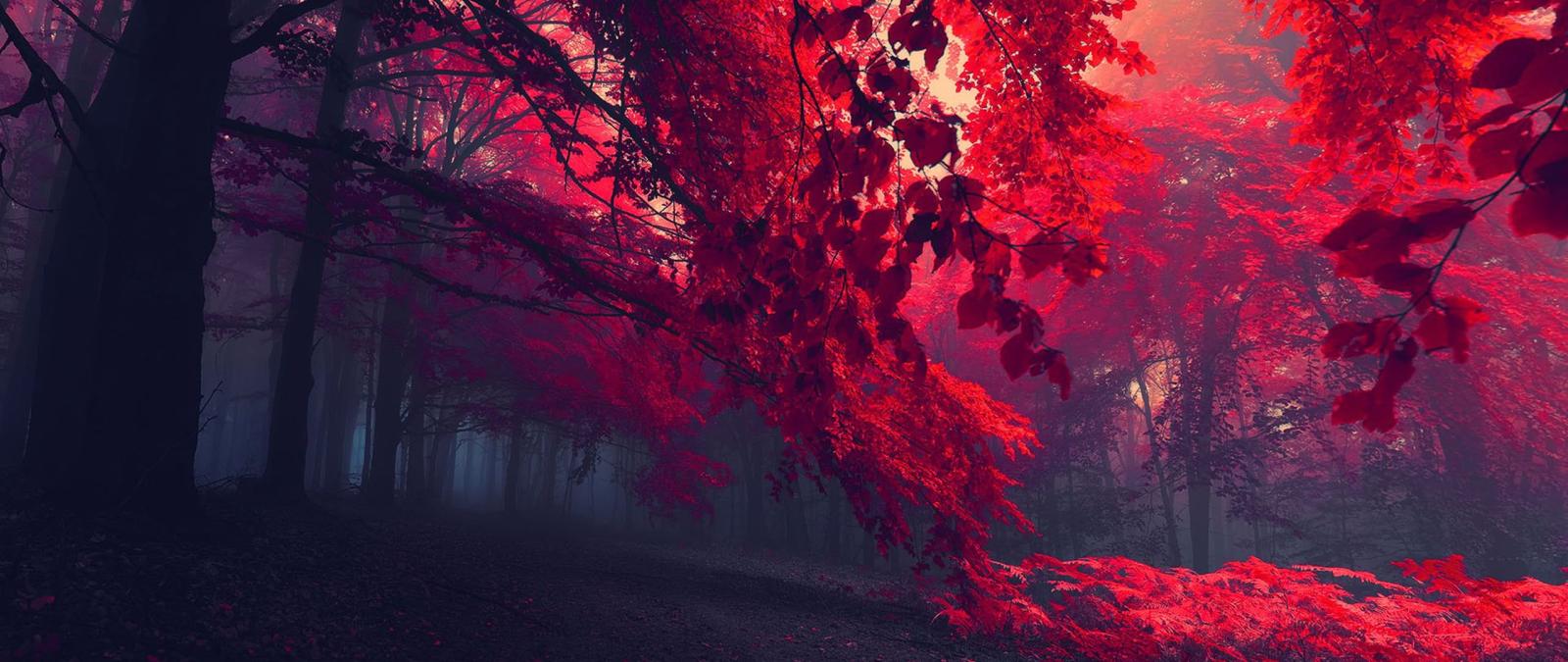 2560x1080 Free download red leafed trees ultra wide photography nature 2K wallpaper  [2560x1080] for your Desktop, Mobile & Tablet | Explore 34+ 2K Backgrounds  | 2K Wallpaper, 2K Wallpapers, 2K Flower Wallpapers