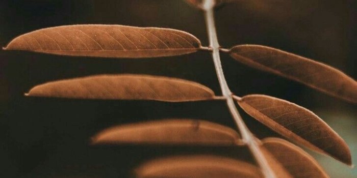 726x1451 Brown Aesthetic Phone Background - 726x1451 Wallpaper - teahub.io