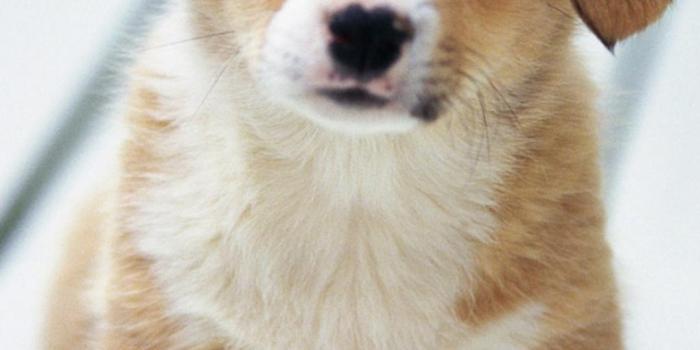 1080x1920 Background Cute Animals Wallpaper - EnWallpaper