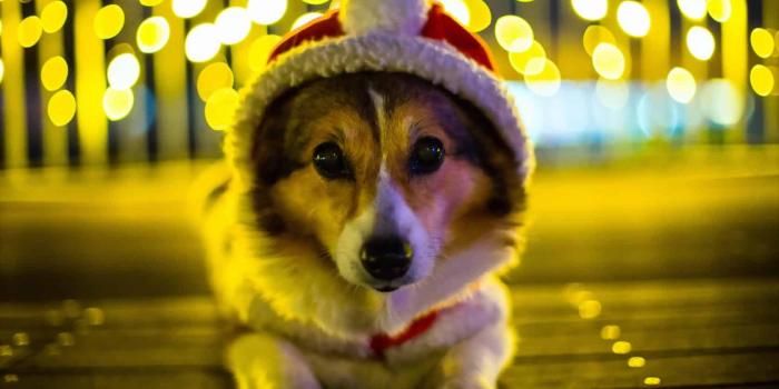 1680x1050 60 Beautiful and Cute Animal Wallpapers