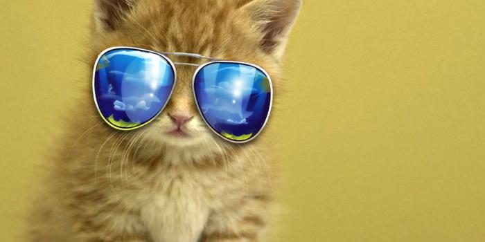 2262x1504 Cute Funny Animal Wallpapers Cute Animals Wallpapers - Hd Pictures Of Cute  Animals (#794353) - HD Wallpaper & Backgrounds Download