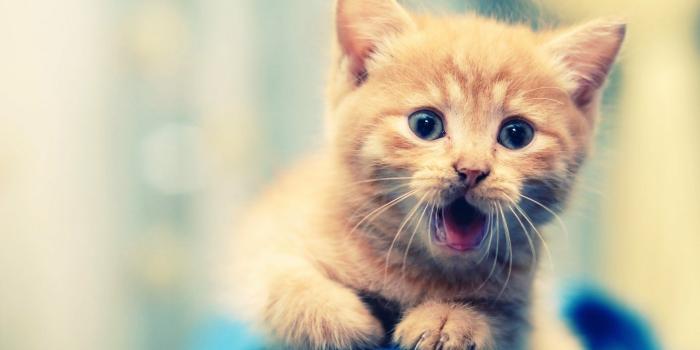 1920x1200 Cute Animals Wallpaper 41723 1920x1200px