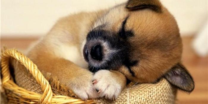 1024x768 Pictures Of Cute Animals wallpaper | 1024x768 | #1475