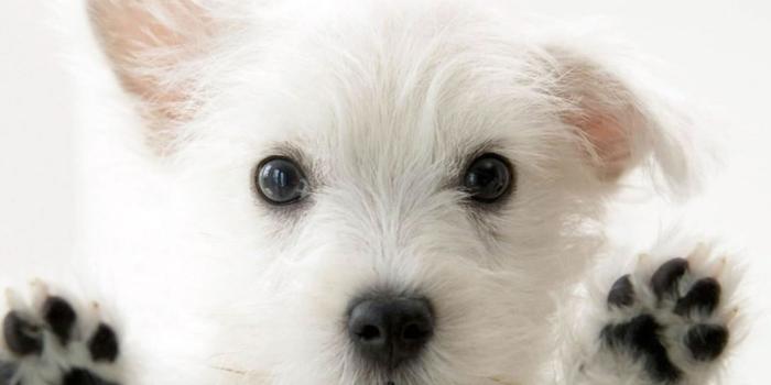 1414x1128 cute-animal-wallpapers-puffy-pet-images-best-friends-high-resolution- backgrounds-lovely-animals-claws-cool-1414x1128 - Trends in USA