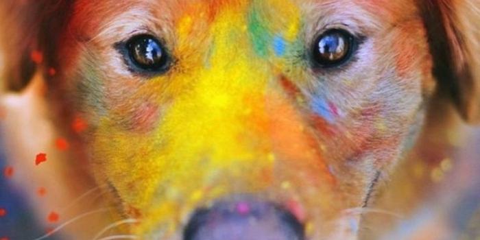 736x1308 Cute Animal Wallpaper | Puppy wallpaper, Dog images, Puppy backgrounds