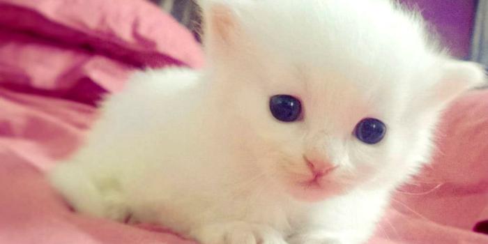 1300x784 cute animal wallpapers,cat,mammal,vertebrate,small to medium sized  cats,felidae,whiskers,kitten,skin,carnivore,persian, #1262615 -  Wallpaperkiss