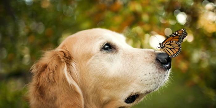 1920x1280 Adorable Animal Wallpapers posted by Zoey Mercado