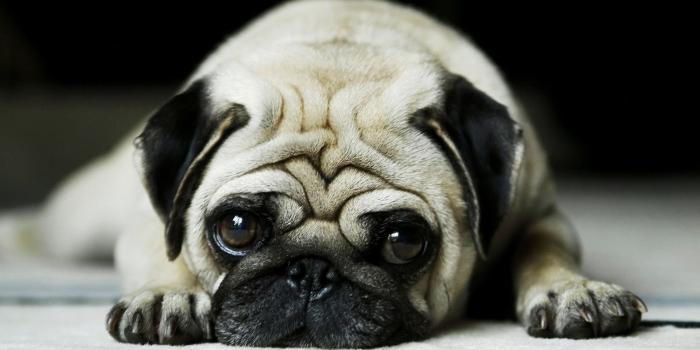 1920x1080 Cute Animal Wallpapers HD For Laptop Desktop Background