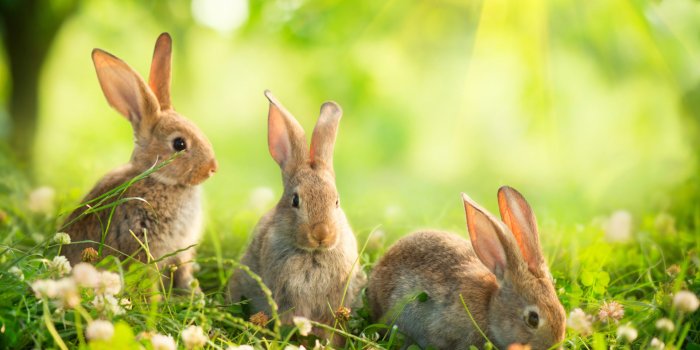 1920x1625 My Bunny Rabbit HD Wallpapers New Tab Theme - MyStart