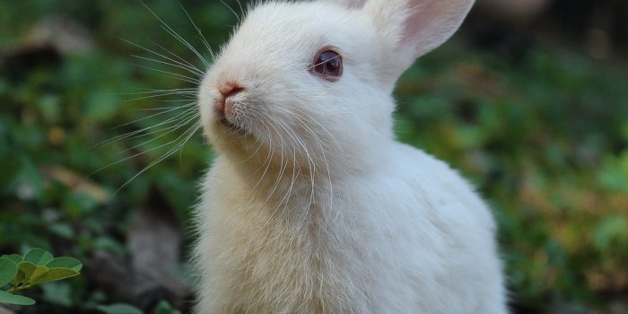 1000x1500 500+ Rabbit Pictures [HD] | Download Free Images on Unsplash