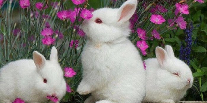 1280x800 26+] Wallpaper Of Rabbit on WallpaperSafari