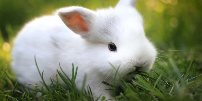 2560x1600 Rabbit Wallpapers