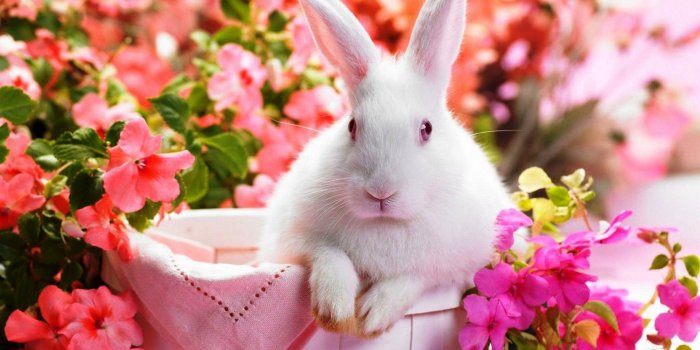 1920x1080 Rabbit Wallpaper Hd - 1920x1080 Wallpaper - teahub.io