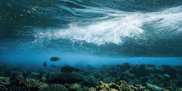 3072x3072 Underwater Landscape Photos, Underwater Wallpapers, Download, Photos --  National Geographic