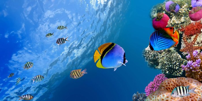2880x1800 Underwater Desktop Wallpapers - Top Free Underwater Desktop Backgrounds -  WallpaperAccess