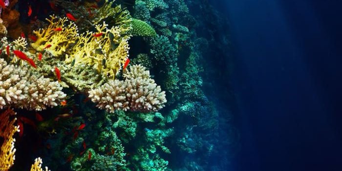 700x1304 Possible phone wallpaper #102 | Underwater wallpaper, Ocean wallpaper, S8  wallpaper