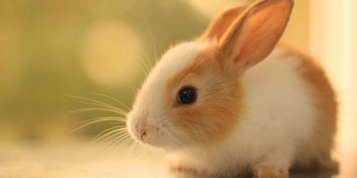 2560x1700 Download 2560x1700 Rabbit, Cute, Fluffy, Bokeh, Bunny Wallpapers for  Chromebook Pixel
