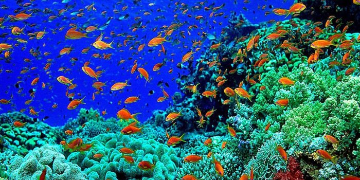 1461x913 Underwater Photography Wallpapers