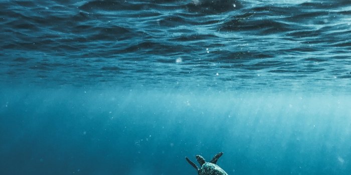 1000x1333 100+ Underwater Images | Download Free Images & Stock Photos on Unsplash