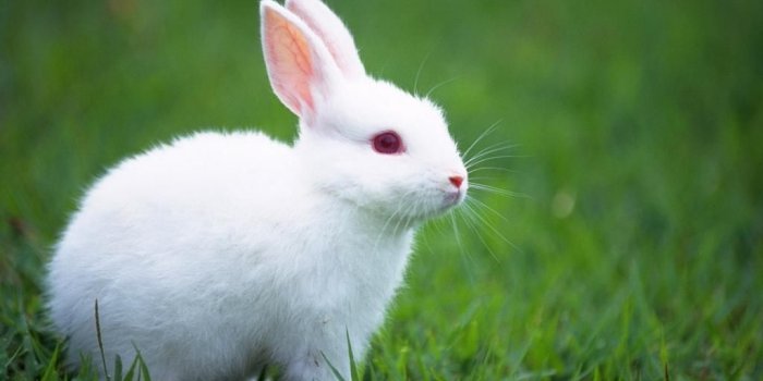 1024x768 White Bunny Wallpapers - 4k, HD White Bunny Backgrounds on WallpaperBat