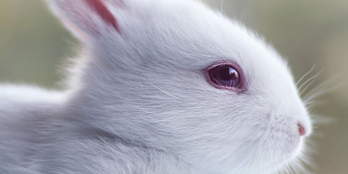 1080x1920 Rabbit iPhone Wallpapers - Top Free Rabbit iPhone Backgrounds -  WallpaperAccess