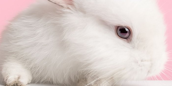 1080x1920 Cute iPhone Wallpaper and Backgrounds | Rabbit wallpaper, Cute baby  bunnies, Cute bunny