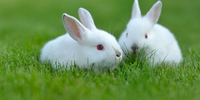 1920x1080 Free download lovely Best Rabbit Wallpapers Images Photos And Pictures  [1920x1280] for your Desktop, Mobile & Tablet | Explore 72+ Free Bunny  Wallpapers | HD Bunny Wallpaper, Bunny Rabbit Wallpaper, Easter Bunny