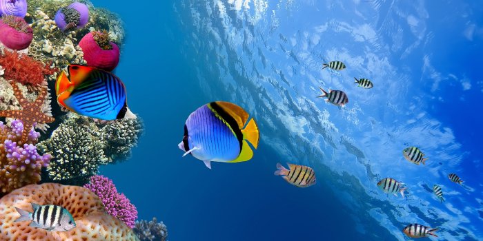 2880x1800 Underwater Wallpapers - Sea Fish Under Water (#415154) - HD Wallpaper &  Backgrounds Download