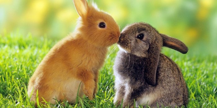 1920x1200 Cute Bunny Wallpapers for Windows Free Download - PixelsTalk.Net