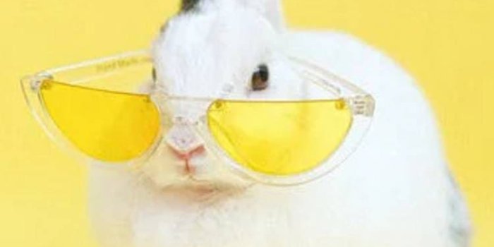 750x1280 Rabbit Wallpapers [Desktop,iPhone,Mobile,Laptop]