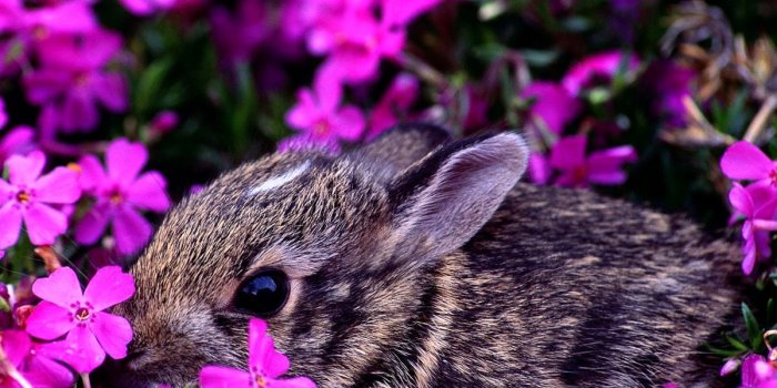 1200x900 20+ Rabbit wallpapers HD | Download Free backgrounds