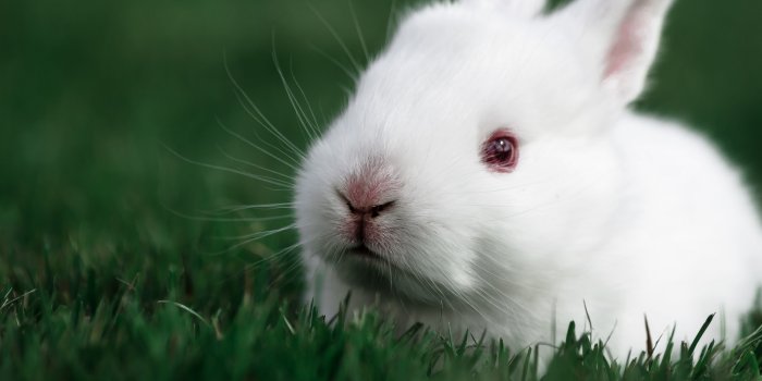 2560x1600 Wallpaper 4k Cute Rabbit 4k Wallpaper