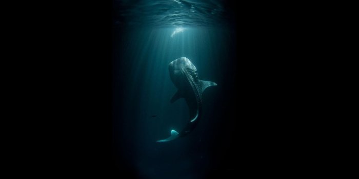 2048x1152 Blue Whale, Animals, Shark, Digital Art, Whale Shark, Underwater Wallpaper  • Wallpaper For You