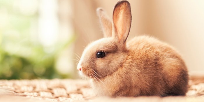 1366x768 1366x768 Rabbit Hd 1366x768 Resolution HD 4k Wallpapers, Images, Backgrounds,  Photos and Pictures