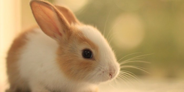 1280x800 Cute Bunny Wallpapers - 4k, HD Cute Bunny Backgrounds on WallpaperBat