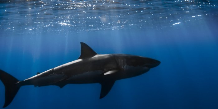 1630x2880 Shark underwater Wallpaper 5k Ultra HD ID:3925