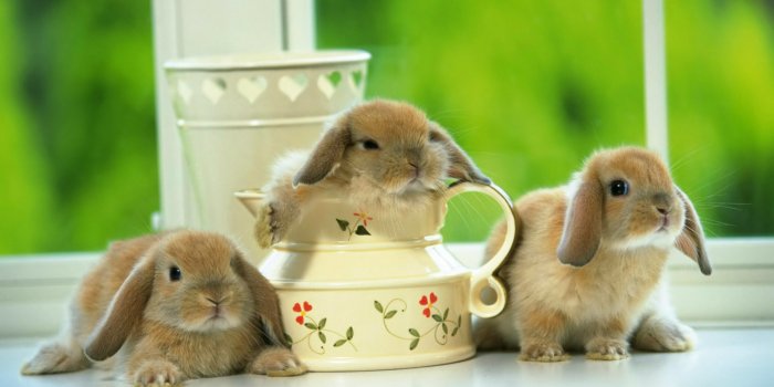 1920x1200 Cute Rabbit Wallpapers Rabbit Desktop Wallpapers 1080p - Rabbit Wallpapers  3d - 1920x1200 Wallpaper - teahub.io