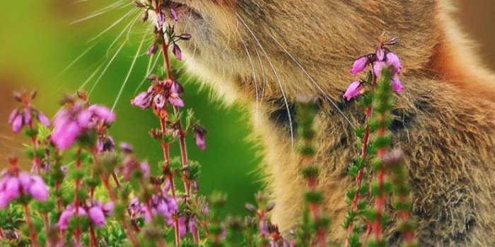 1080x1920 Rabbit Wallpapers for Mobile, Android, iphone - Cool Wallpapers