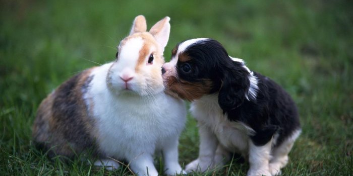 1440x900 Puppy And Rabbit Wallpapers