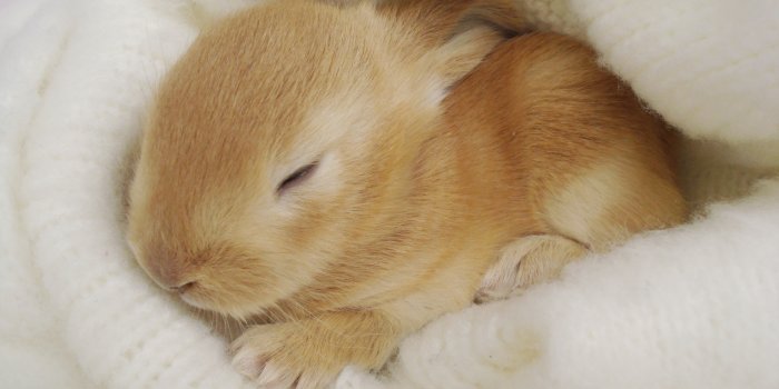 2560x1600 Rabbit Wallpapers • TrumpWallpapers