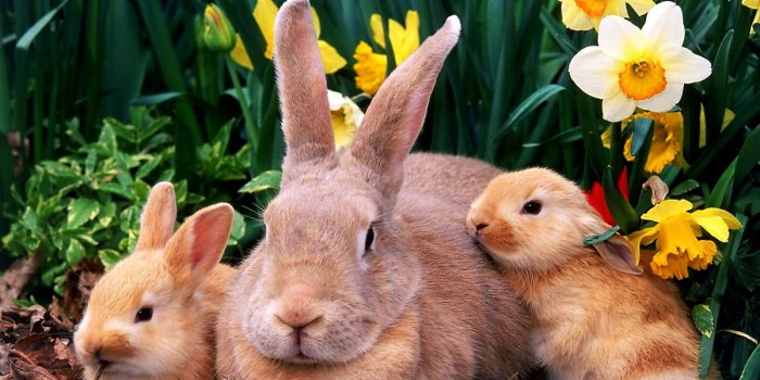 1200x900 Wood rabbit wallpapers HD | Download Free backgrounds