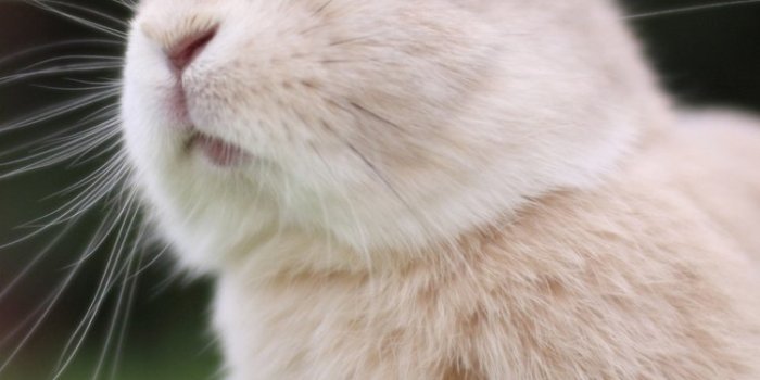 750x1334 Animal Rabbit