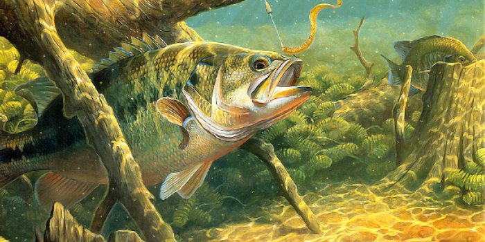 1440x1118 48+] Free Bass Fishing Wallpaper on WallpaperSafari