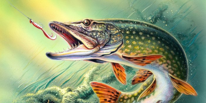 2560x1600 58+ Bass Fishing Wallpaper HD