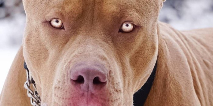 1080x1920 Red Nose American Pitbull Terrier Wallpapers