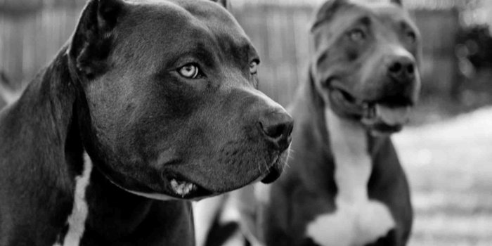 1920x1200 Love this | Pitbull dog, Pitbulls, Pitbull wallpaper